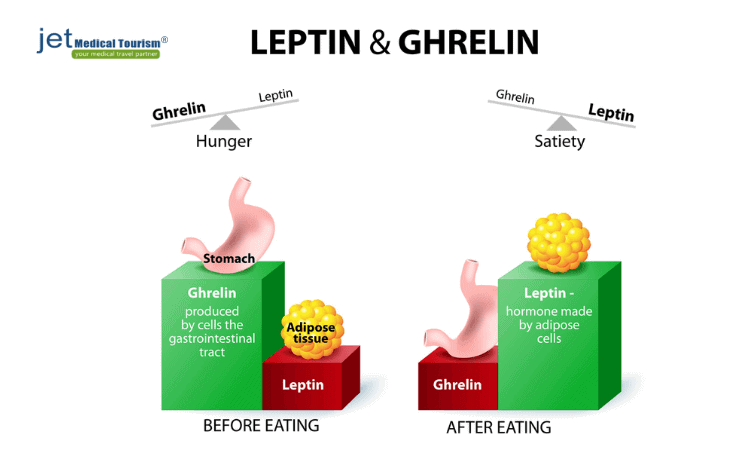 Leptin und Ghrelin
